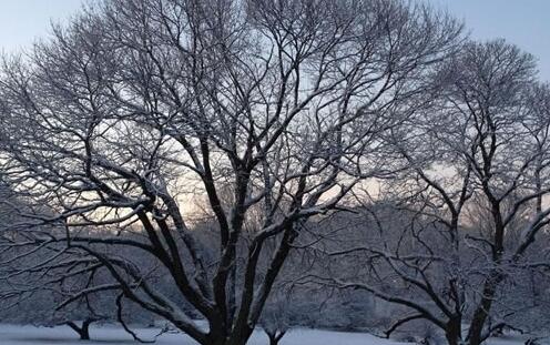 辛卯年松柏木命哪年生下来好