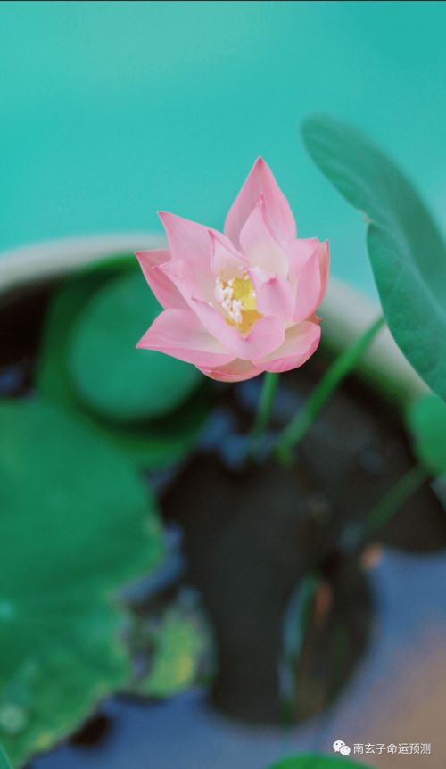 什么八字命理是水旺