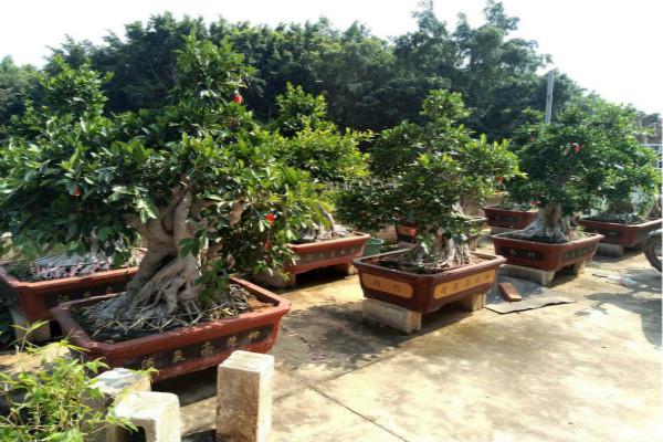 家中适宜放榕树吗风水好吗