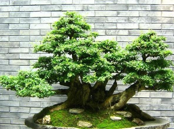 家中适宜放榕树吗风水好吗