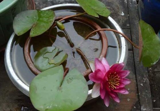 家中种睡莲风水