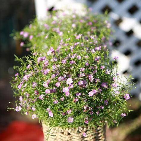 满天星摆在家的风水