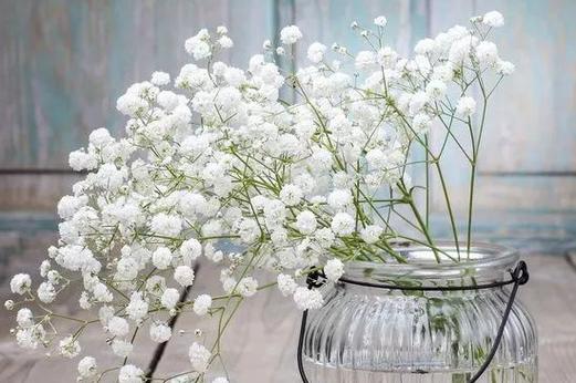 满天星放置在家的哪一个地方适宜