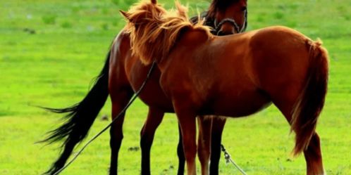 属马的生肖五行属性及生下来年份大全