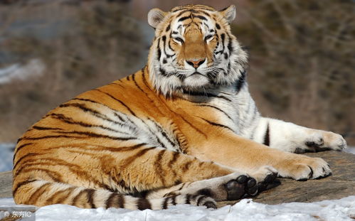 74年属虎今年的运势