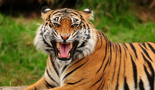 1974年属虎是怎样的命男命