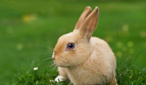 男属兔女属虎人合婚吗