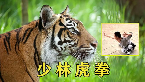 1974 属虎人的运势