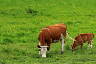 97年属牛男和 01年属蛇女
