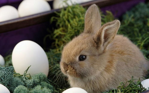 1963 属兔人寿命活多大岁数