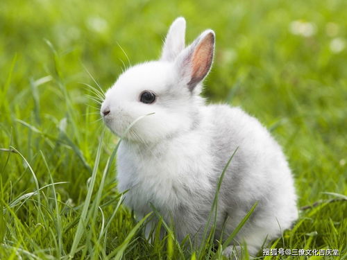 1987年属兔 35 岁之后运势