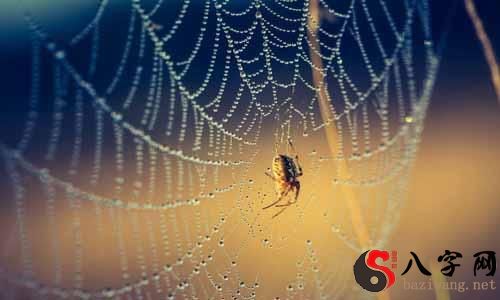 梦到大蜘蛛