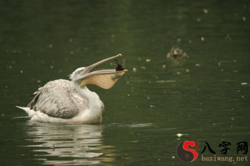 梦到鸭子吃鱼