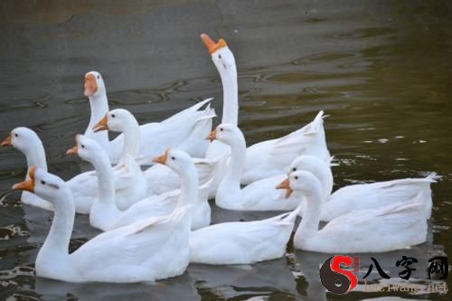 梦到一群大白鹅