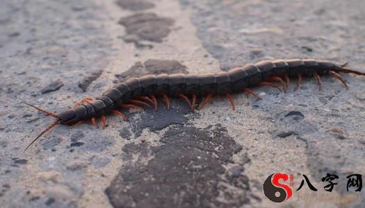梦到把大蜈蚣砍成4断