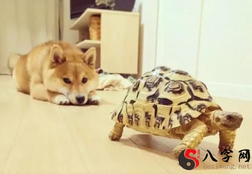 梦到乌龟和狗