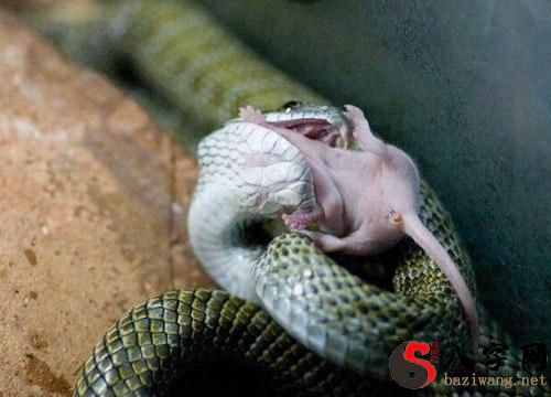 梦到狗咬死掉老鼠