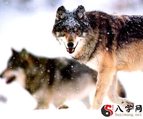 梦到把狼打跑了