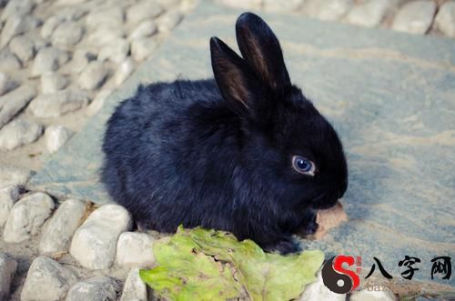 梦到被兔子咬脚