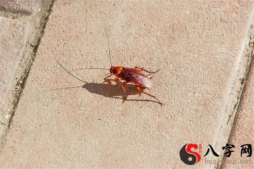 梦到大便拉蟑螂