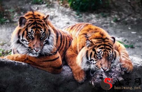 梦到家中进老虎