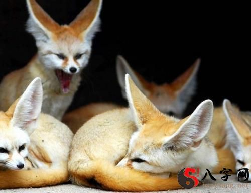 梦到狐狸怀孕