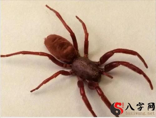 梦到被蜘蛛咬脚