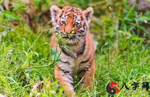 梦到老虎闯进自己家