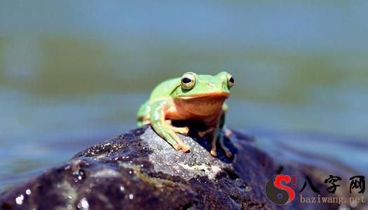 梦到一只巨型青蛙