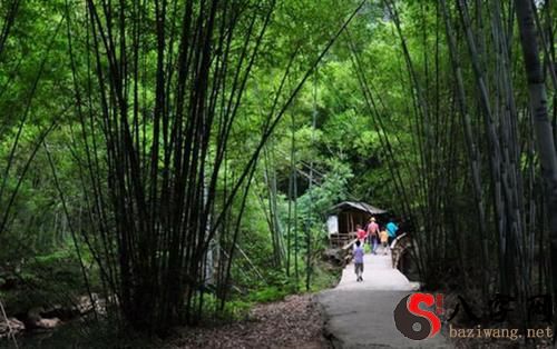 梦到去竹海旅行