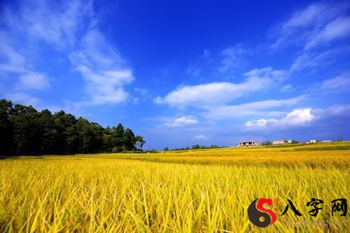 梦到金黄色稻谷