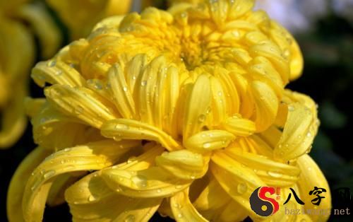 梦到黄色的菊花