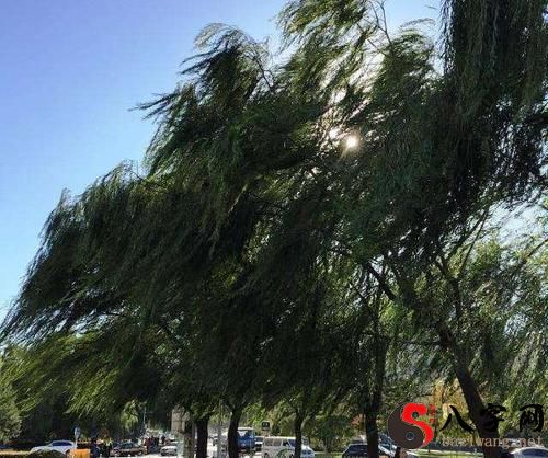 梦到刮风刮的非常大