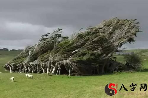 梦到大风吹大树