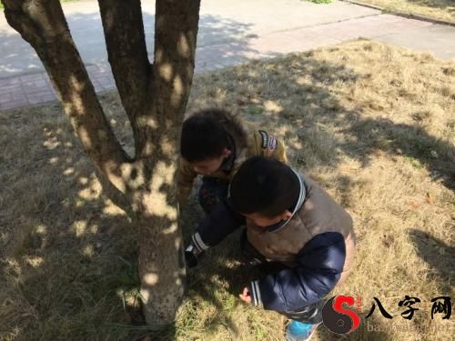 梦到给大树浇水