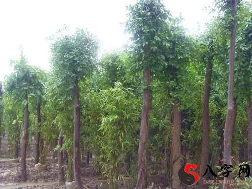 梦到大树边上长小树苗