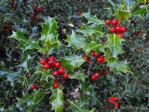 梦到异性亲吻我