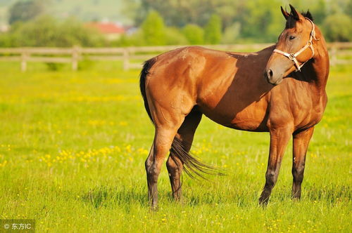属马90年女婚姻情况