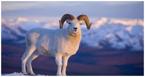 191979年属羊的是怎样的命