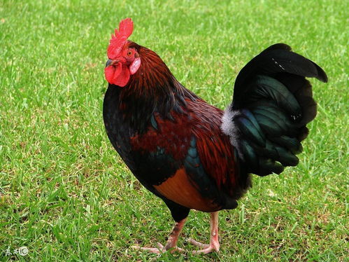 1981 属鸡的人财运运方向和位置