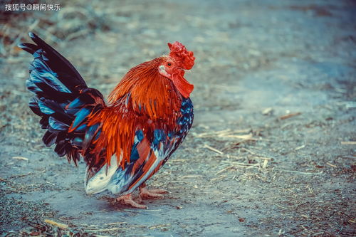 1981年属鸡人几月生下来好