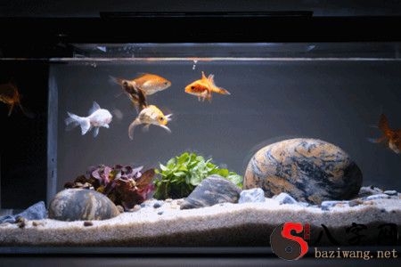 风水鱼缸的放置位置讲究